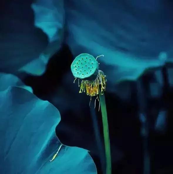 宋词里的人生真谛，抱一份深情，活一份通透