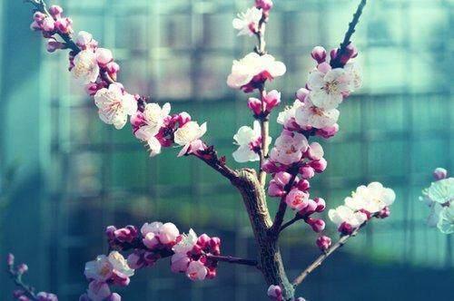 人生感悟：活得淡泊，方能平和；心态平和，方能致远