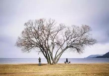 人心如落叶（经典）