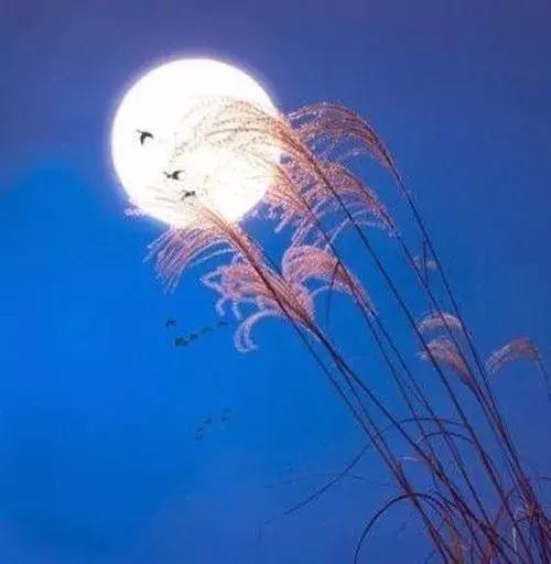 秋风起深情，爱在秋月夜
