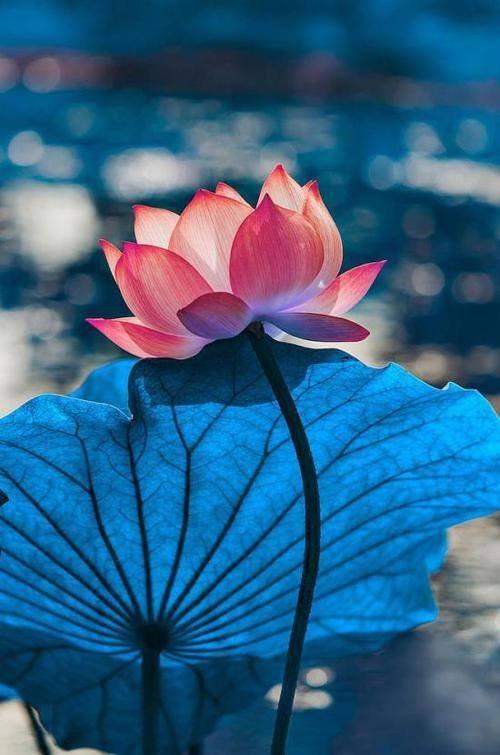 一句话经典感悟的人生语录