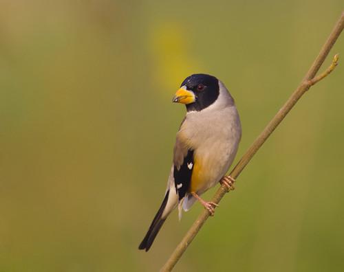 愚蠢的人用嘴,智慧的人用心,狭隘的人斗狠,慈悲的人不争 愚蠢的人用嘴,智慧的人用心,狭隘的人斗狠,慈悲的人不争