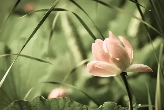 来世，做一朵花吧