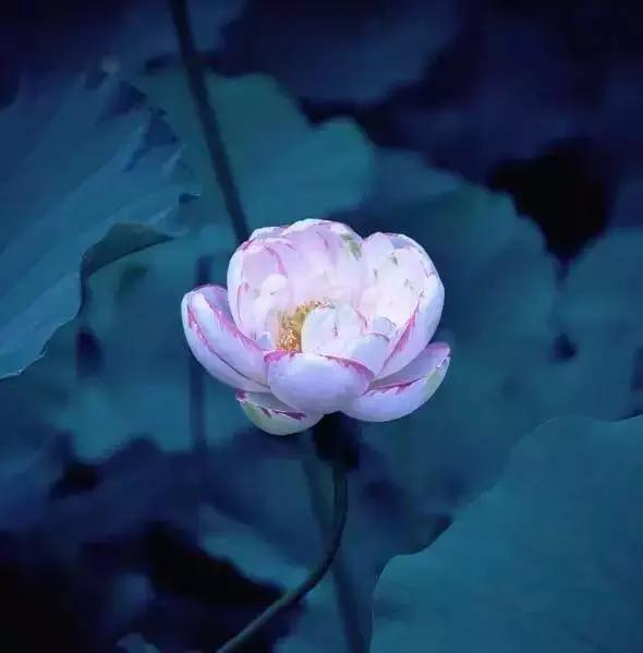 宋词里的人生真谛，抱一份深情，活一份通透