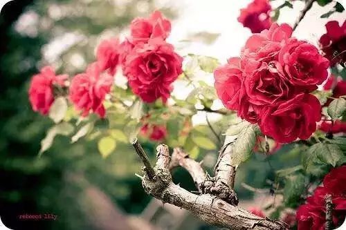 那些说到心坎的精美短句