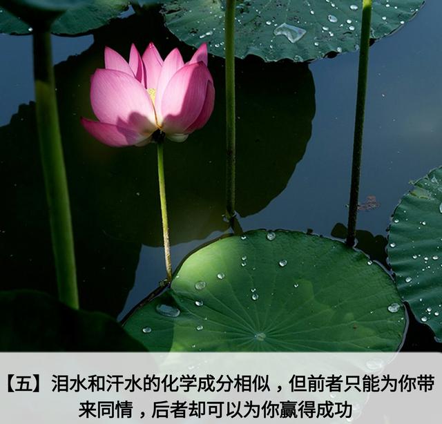 人生应该谨记的金言