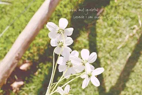 念花开，一念花落