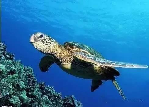 一个叫花子的故事（十个人看完十个人开悟）