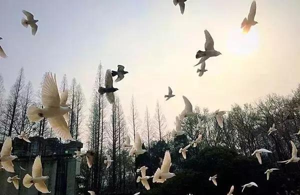 做人，问心无愧就好！(超赞)