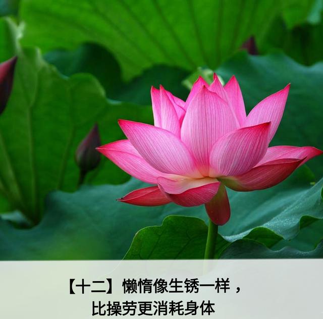 人生应该谨记的金言