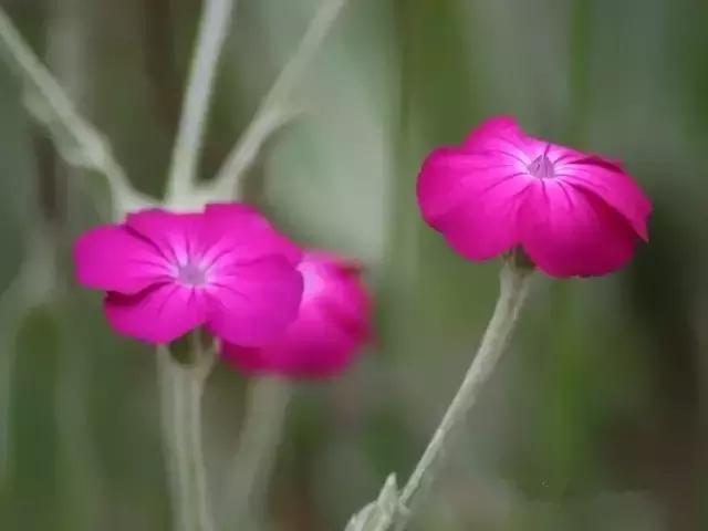处世简单不是我的傻，而是复杂的交往太假