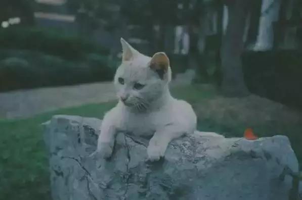 站在生命的最高处