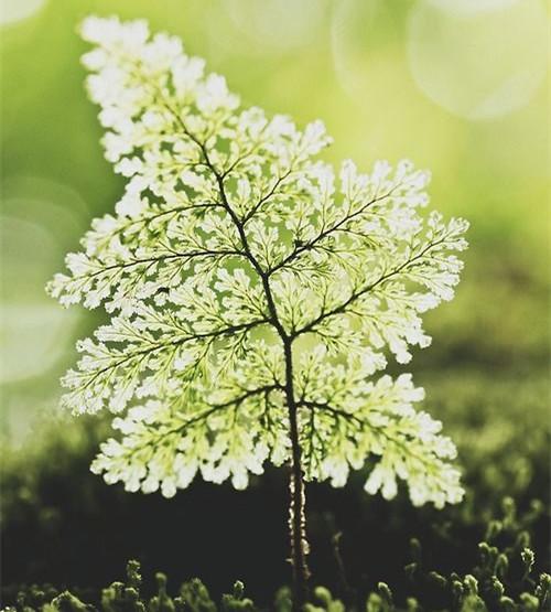 人生不过一轮回，生命匆匆谁无悔