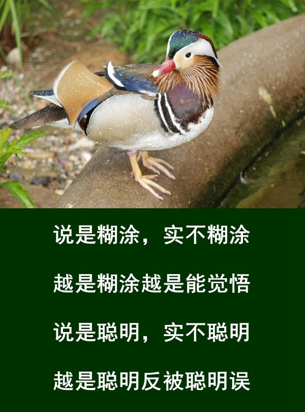 做人，难得糊涂，贵在糊涂，乐在糊涂，成在糊涂，学会糊涂
