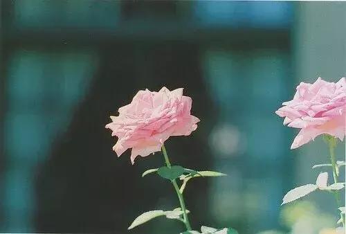 念花开，一念花落