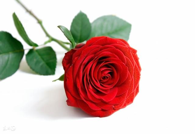 喜我者，我惜之，嫌我者，我弃之（精辟）