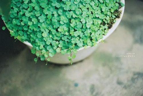 治愈自己心情的精美语录