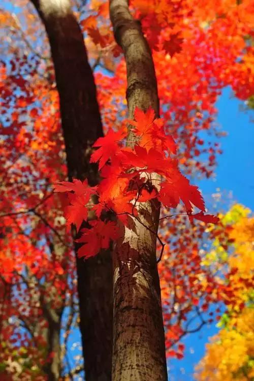 爱在深秋,致我最爱的人 爱在深秋,致我最爱的人