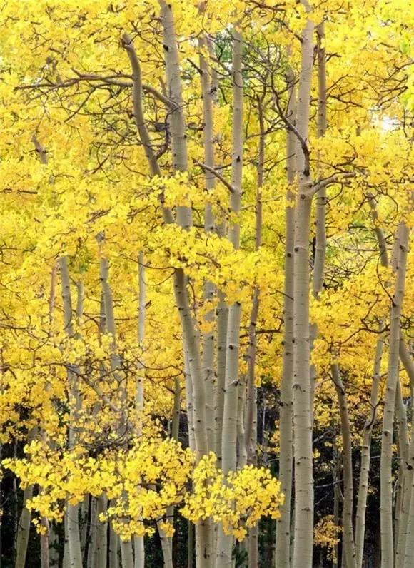 谦虚是姿态，宽容是美德