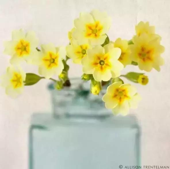 陌上花开,绽放一世等待 陌上花开,绽放一世等待