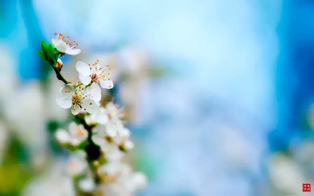 若有诗书藏在心，岁月从不败美人