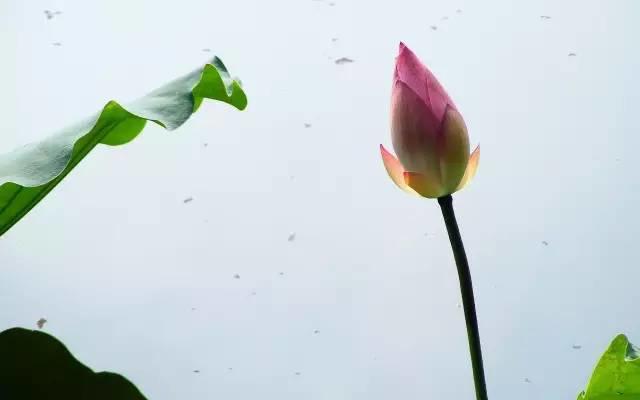 宠为下，得之若惊，失之若惊，是谓宠辱若惊