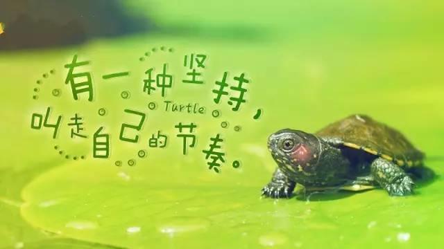 激励人积极向上的正能量经典语录，人生这一路，可以哭但不能怂