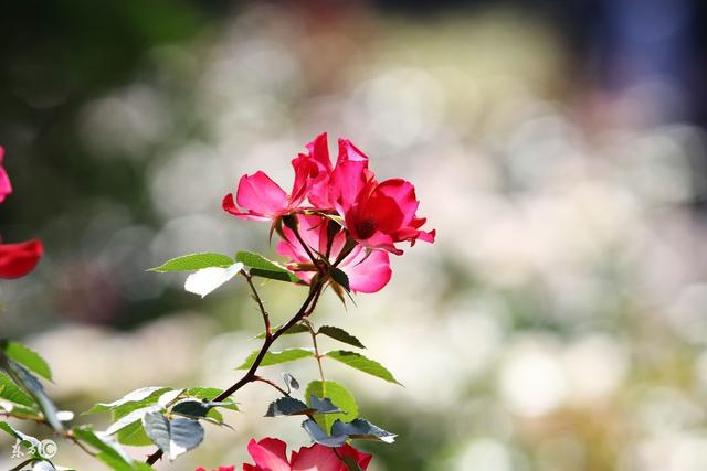 坎坎坷坷谁陪谁，真真假假谁信谁，许下的诺言谁兑了谁