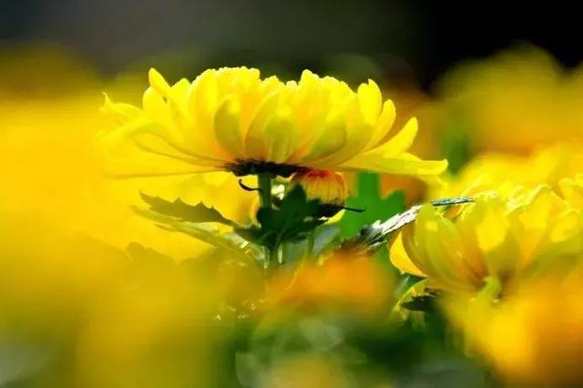 清秋，绽放一树静美