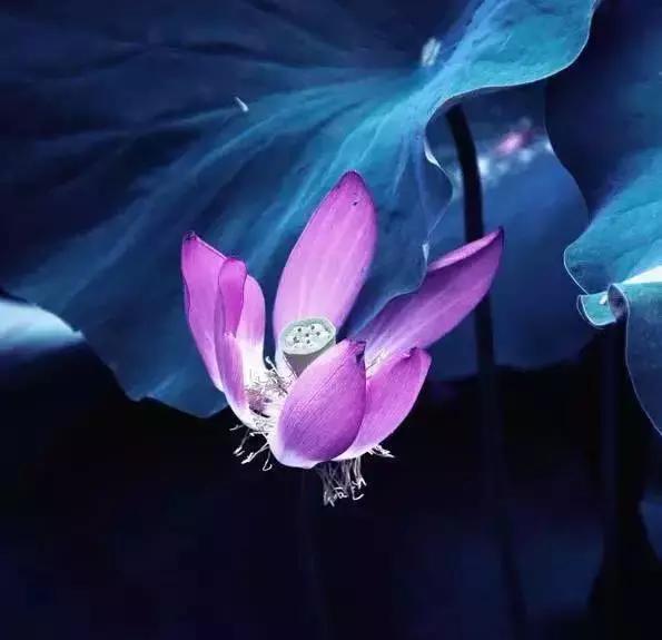 宋词里的人生真谛，抱一份深情，活一份通透