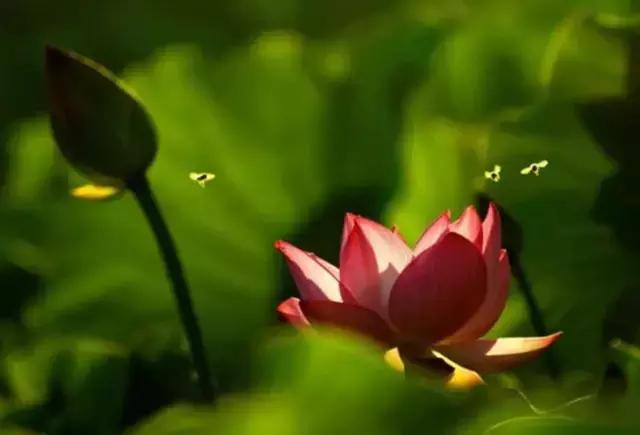 来世，做一朵花吧