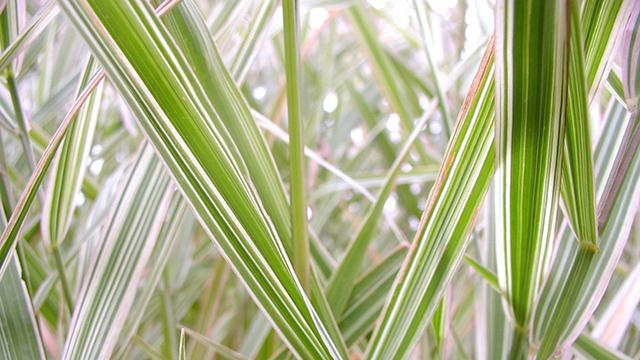 2017最适合发朋友圈的经典语录