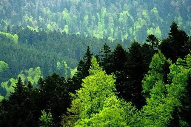 红 豆（经典好文）