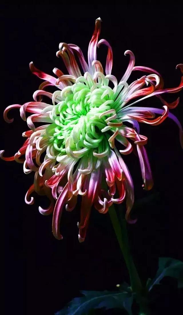 落花无言，人淡如菊