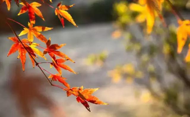 秋叶做成秋,恰上心头 秋叶做成秋,恰上心头