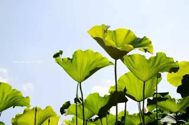 莫问光芒有几许，先问根扎有多深