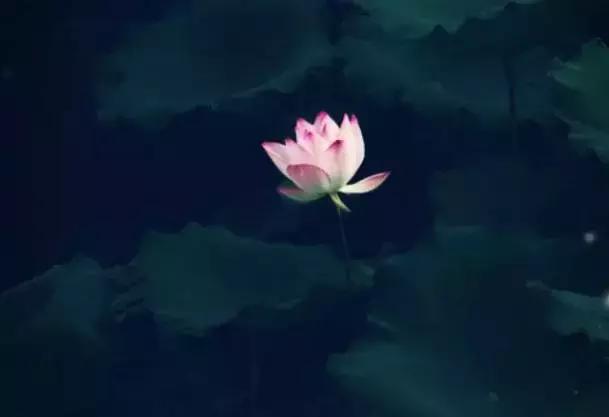 来世，做一朵花吧