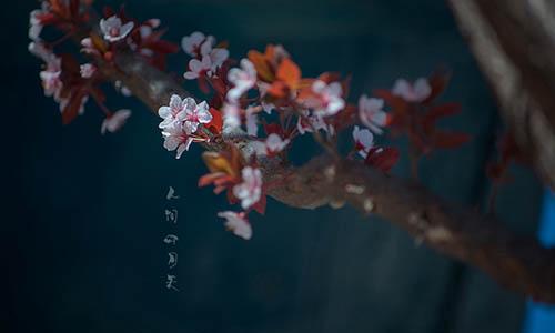 林徽因《你是人间的四月天》十大经典语录