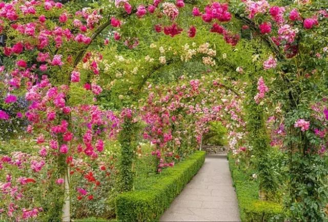 一花 一季 一生 一花 一季 一生