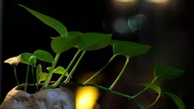 梁启超：改变人生的不是道理，而是习惯