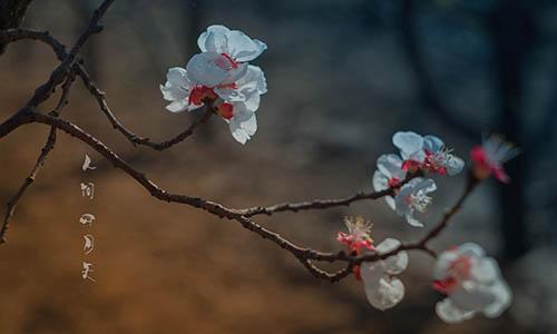 林徽因《你是人间的四月天》十大经典语录
