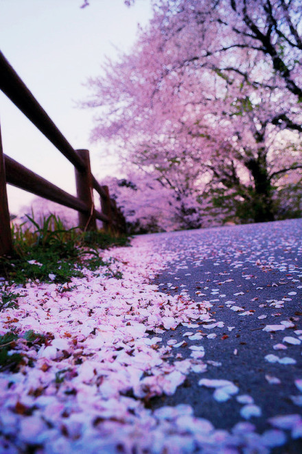 枕月听云，潸然若雨