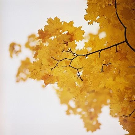 陈丹青犀利经典语录