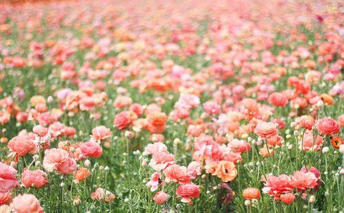 微信里最温馨唯美的爱情语录