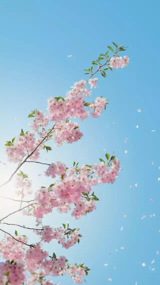 活着，就是追求美好接纳残缺