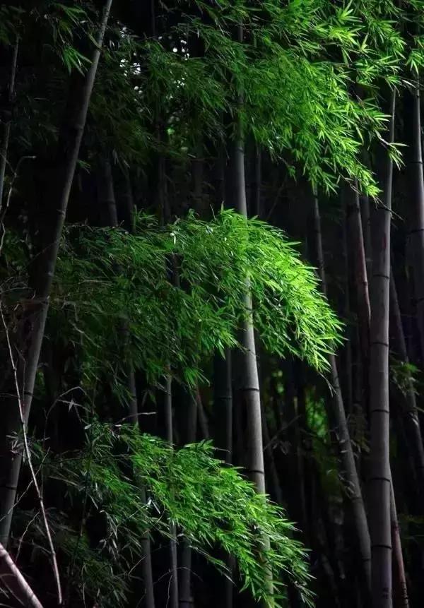 最美的心境：静心和沉稳