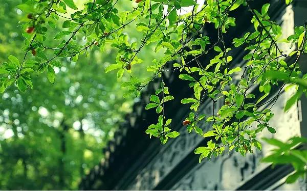 花开花落，心静如禅