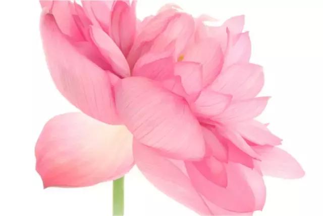 从此，心如莲花，不再恨人