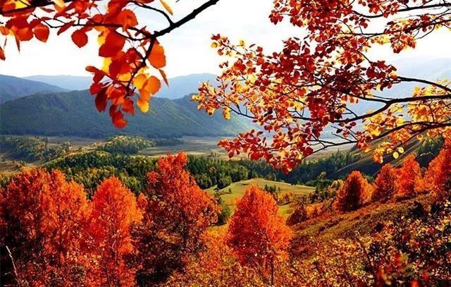 听一片枫叶的声音