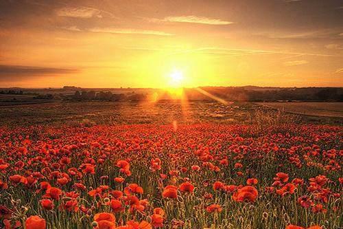 人生感悟：开心地活着，如花自然开，自然落，不必难过